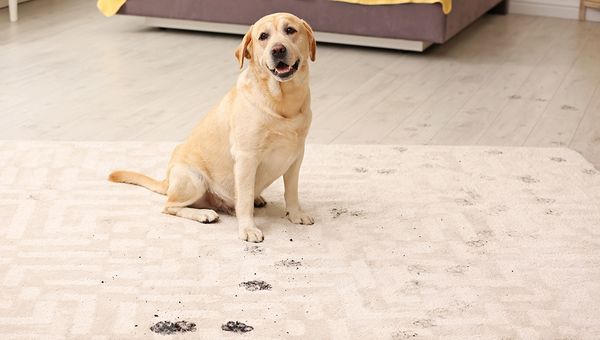 ctcy5qxspqap5gzg00jt61what-to-do-with-those-messy-paws-jpg_ff418671ade64942a95e6ae9e99ec690_grande